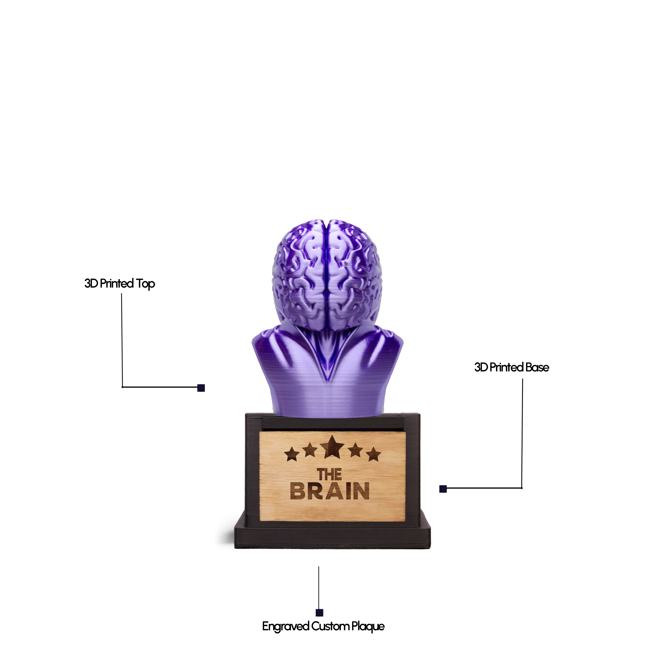 The Brain